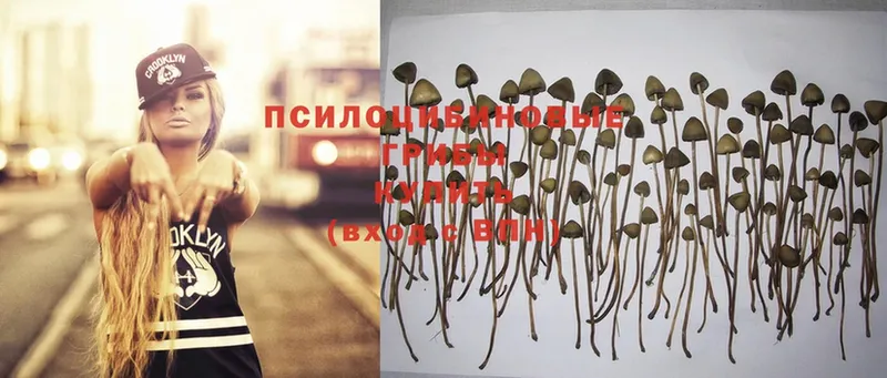 хочу наркоту  Лесозаводск  Галлюциногенные грибы Psilocybe 